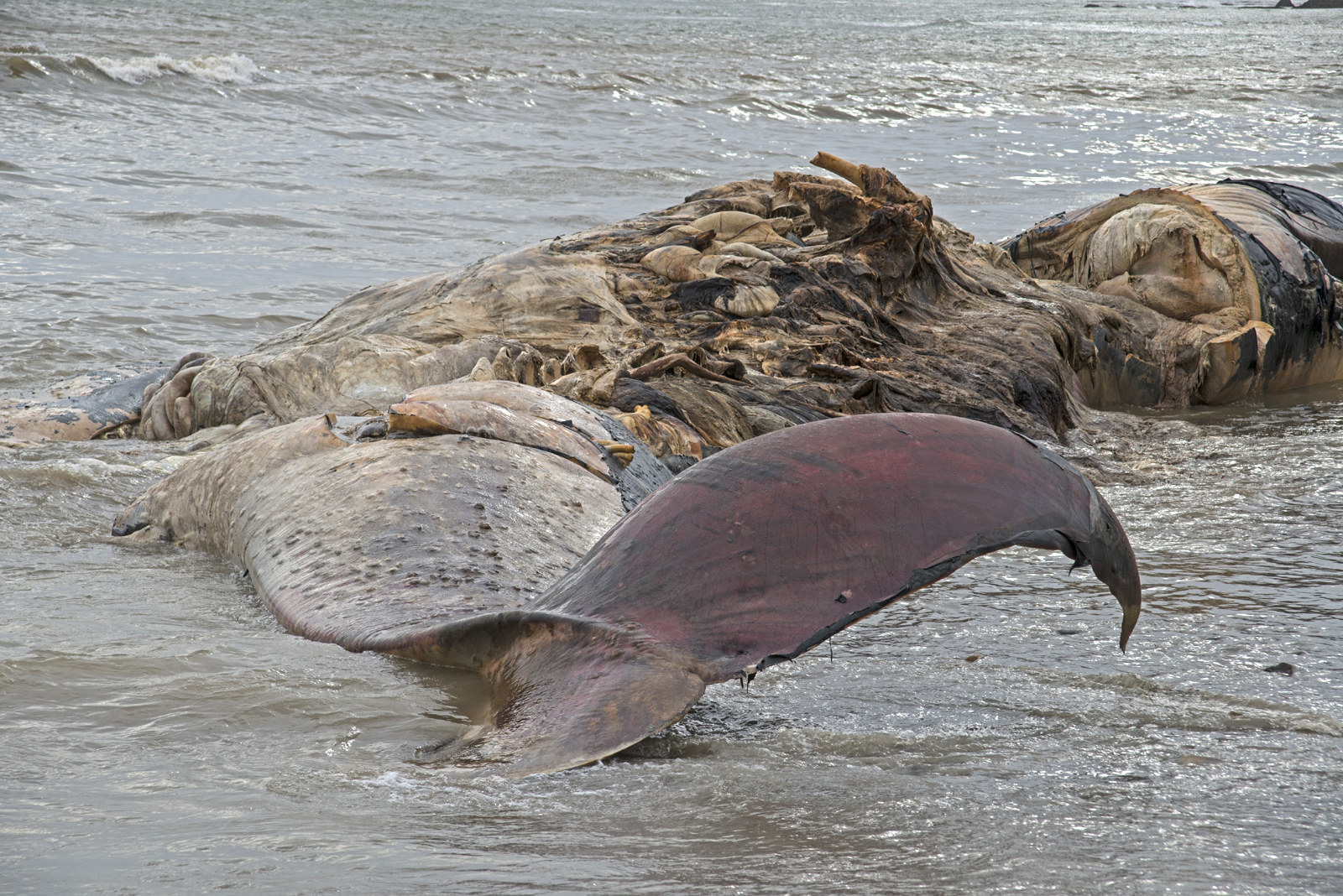 Dead Blue Whale at Agate Beach San Francisco, CA