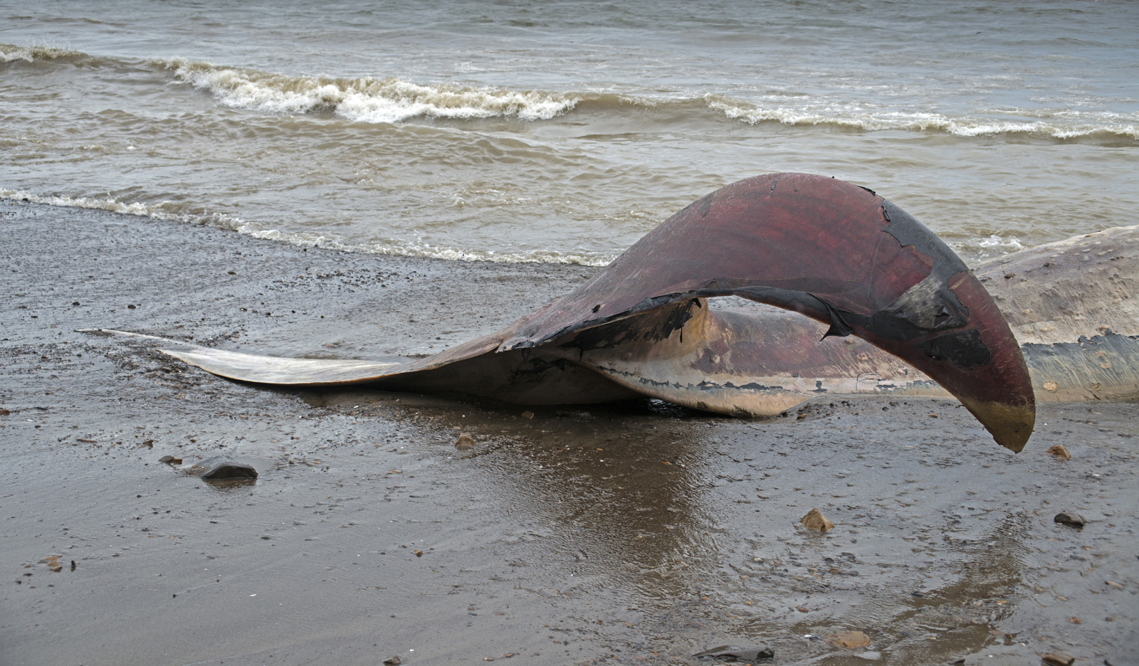 Dead Blue Whale at Agate Beach San Francisco, CA