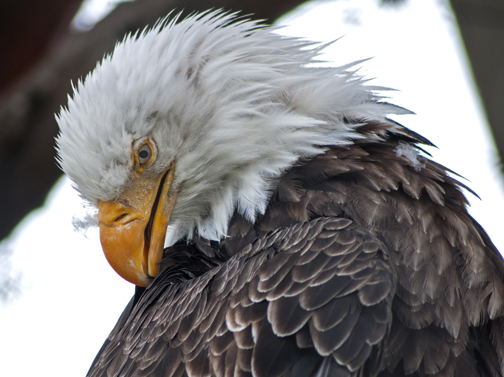 Bald Eagle, National Bird