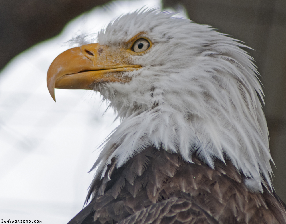 Bald Eagle, National Bird