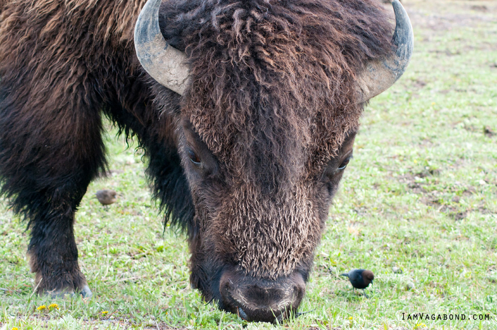 Bison, National Mammal