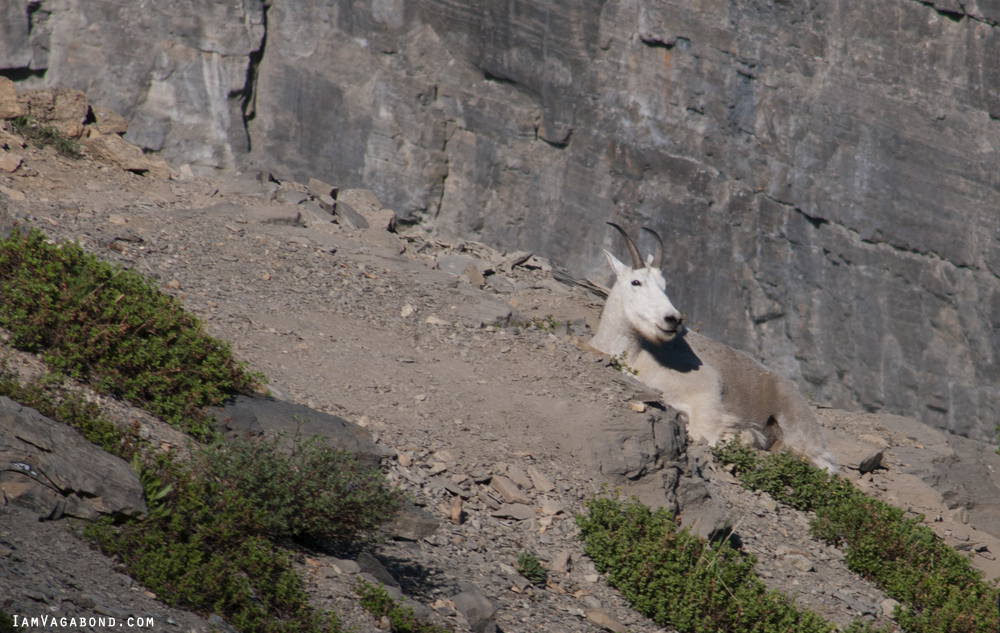 Mountain Goat, Wildlife