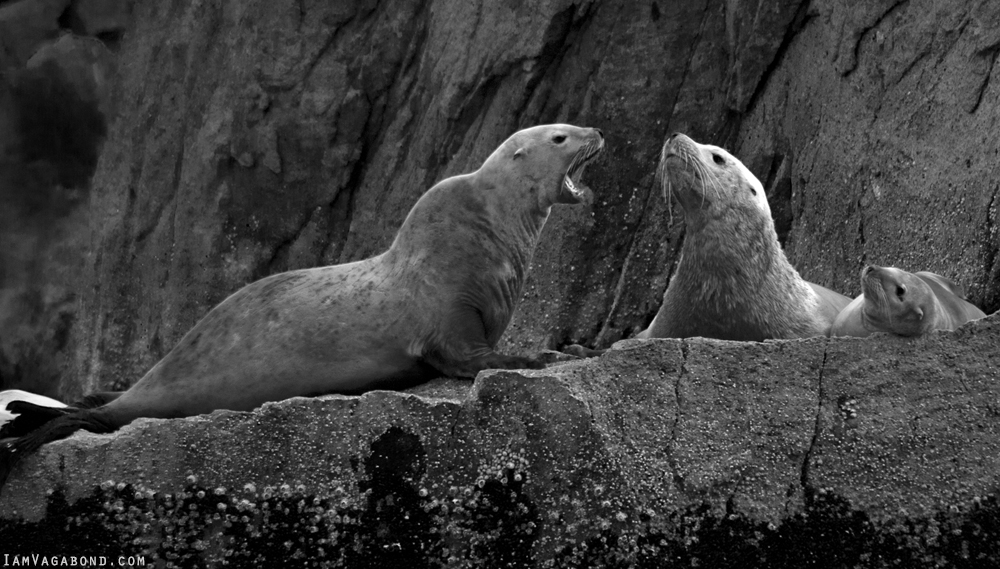 Seals, Wildlife