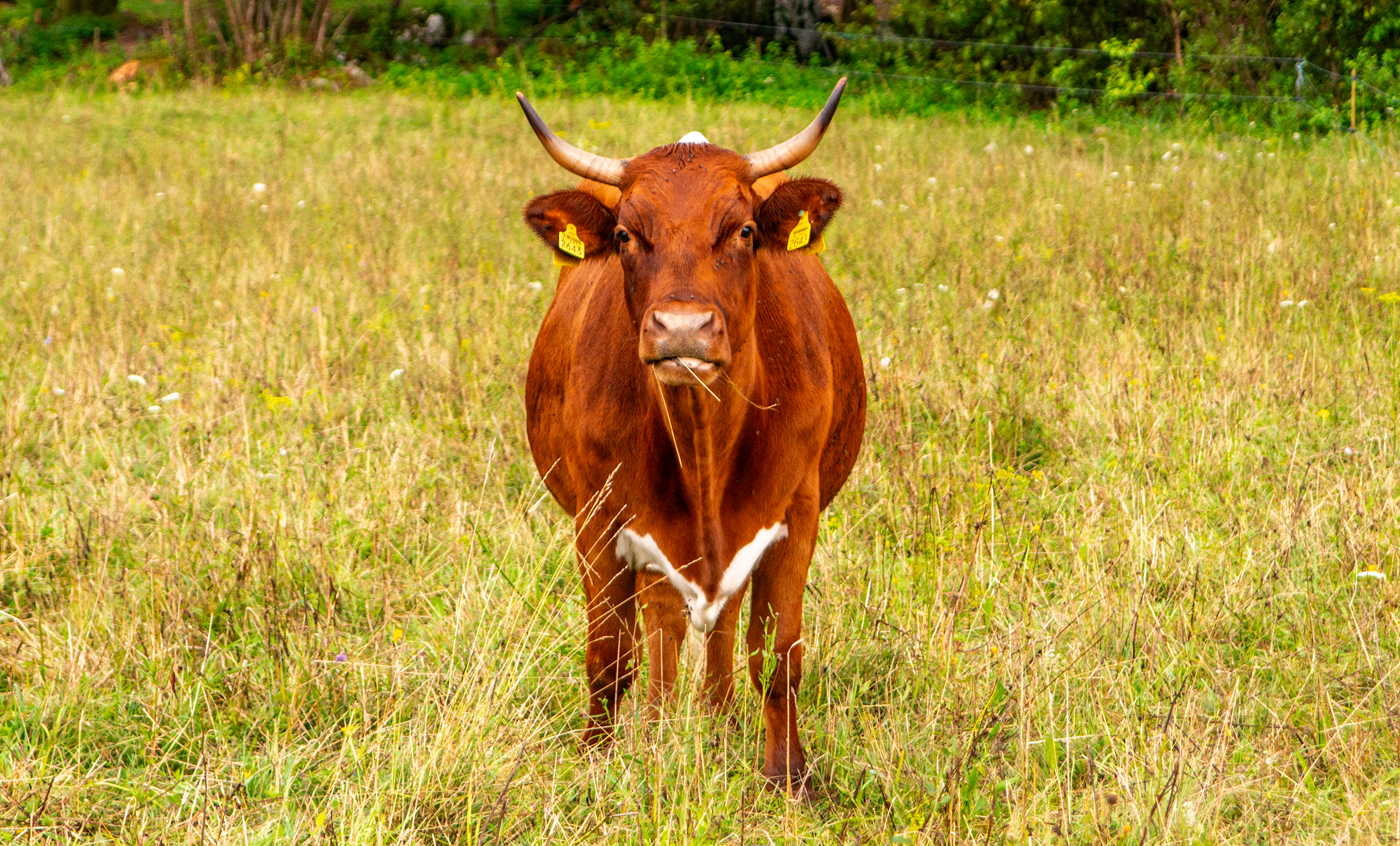 Predjama Castle, Slovenia