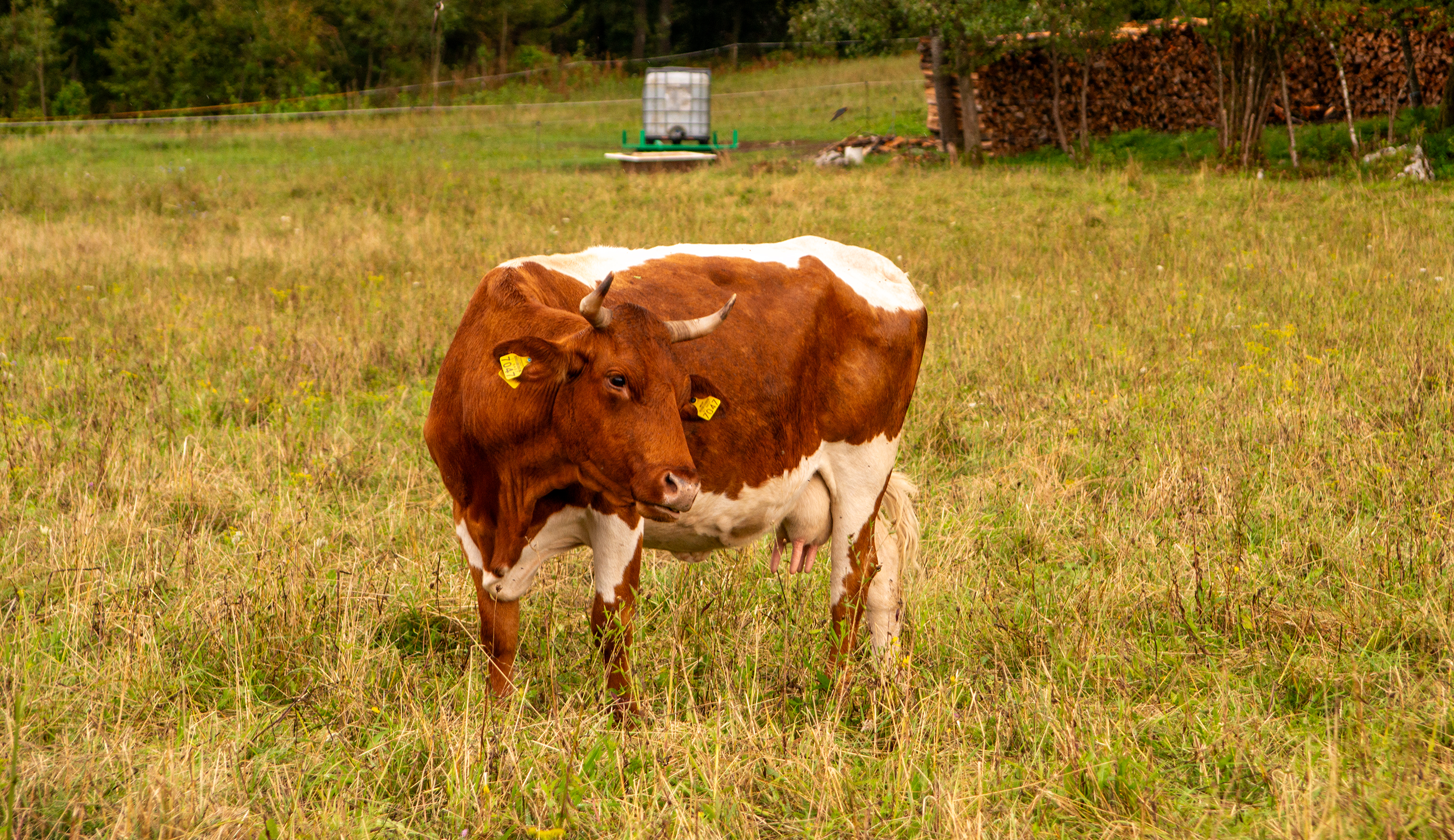Predjama Castle, Slovenia